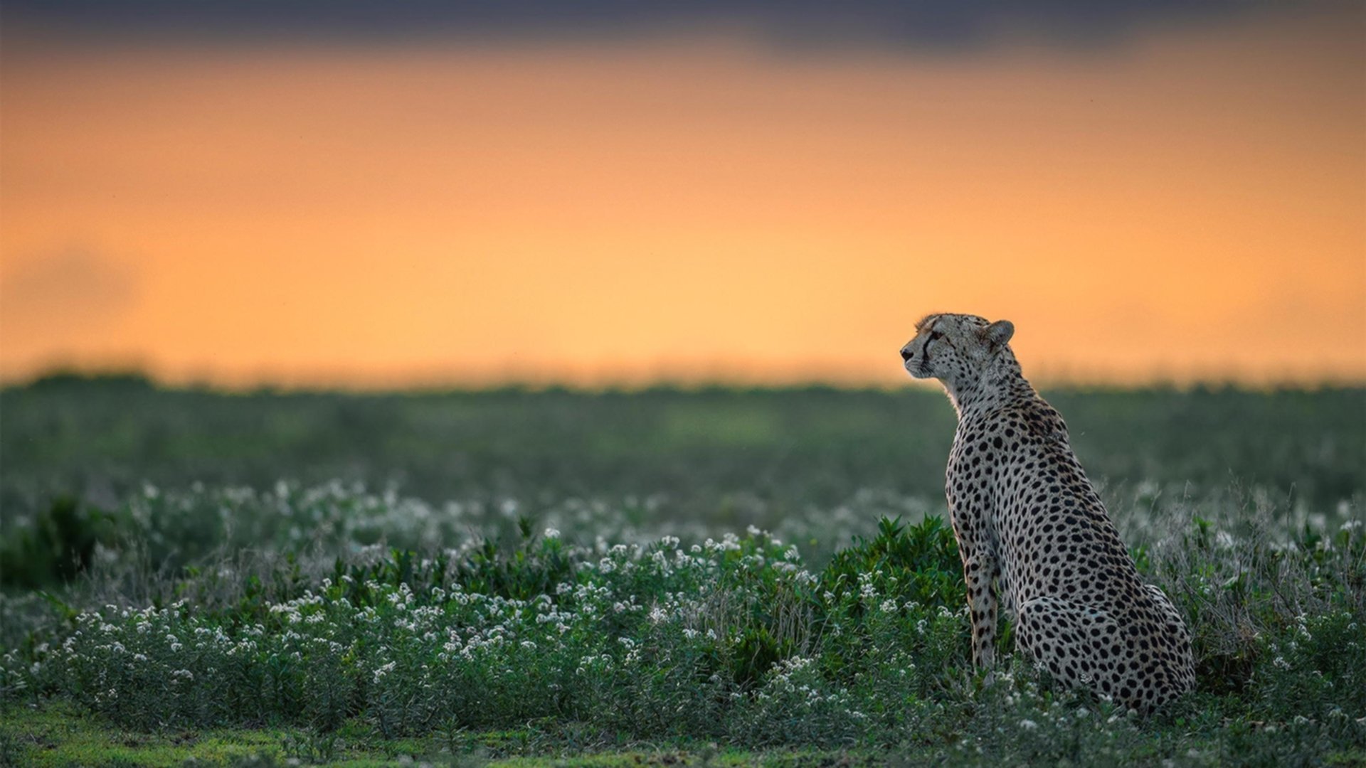 高校网球邀请赛赛程紧凑水平提升，2020高校大学生网球联赛