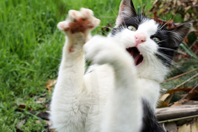 “埃尔斯·霍斯特全场最佳,南非羚羊队迎接世界杯”