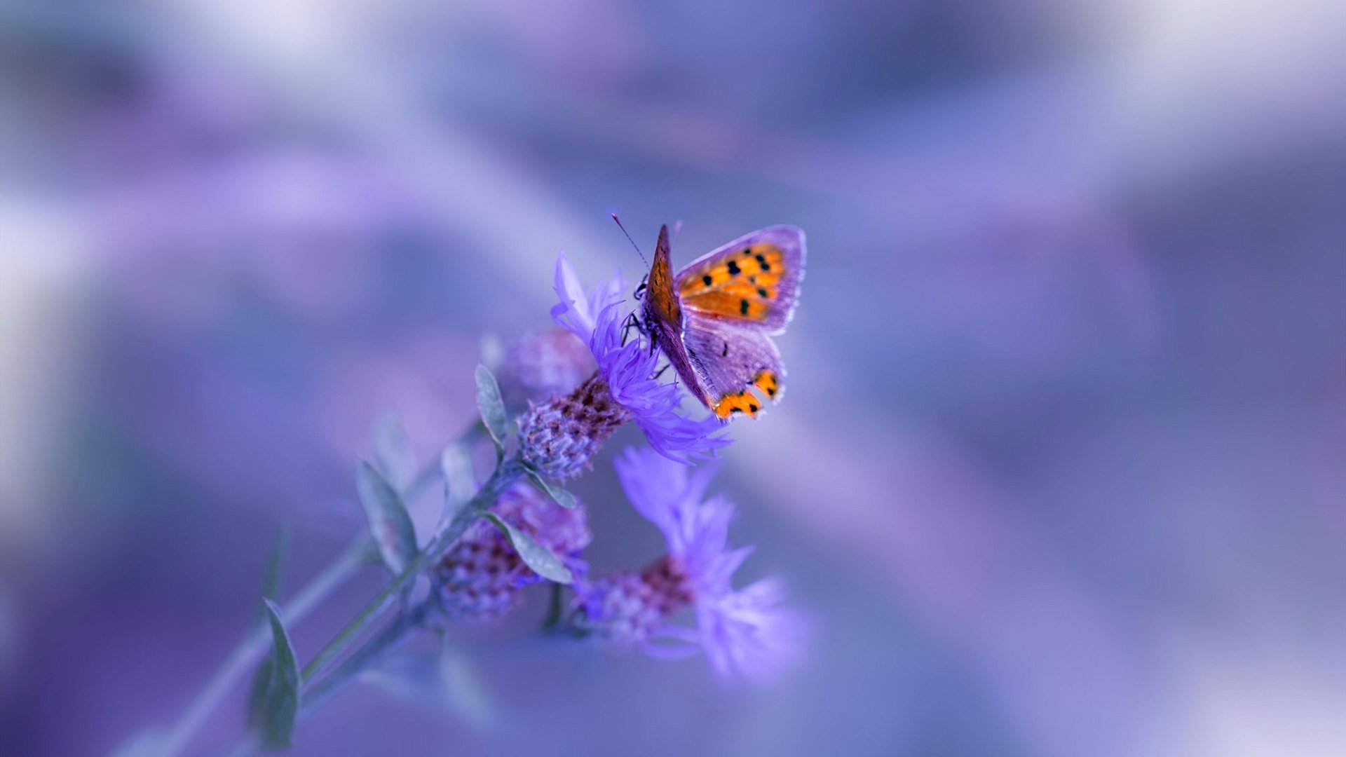 CBA联赛裁判判罚公正透明，cba最公正的裁判